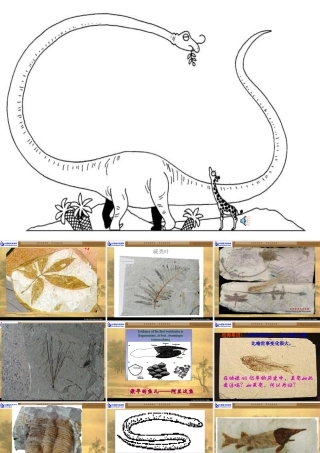 《化石吟》课件2