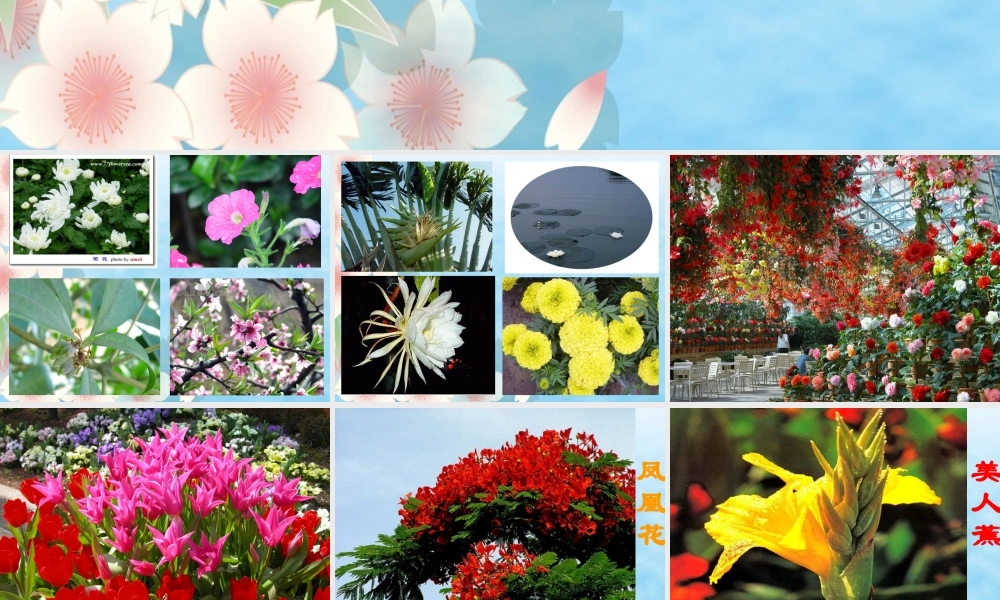 三年级13《花钟》课件