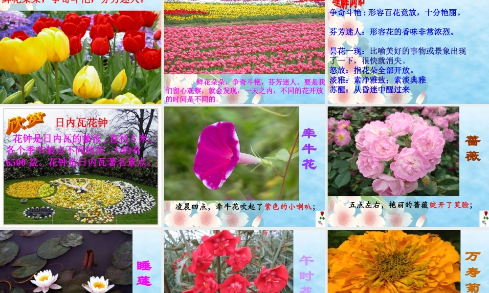 三年级13《花钟》课件