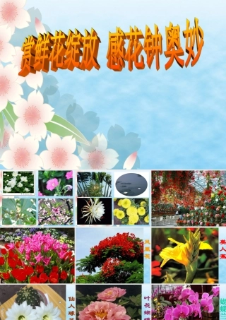 三年级13《花钟》课件