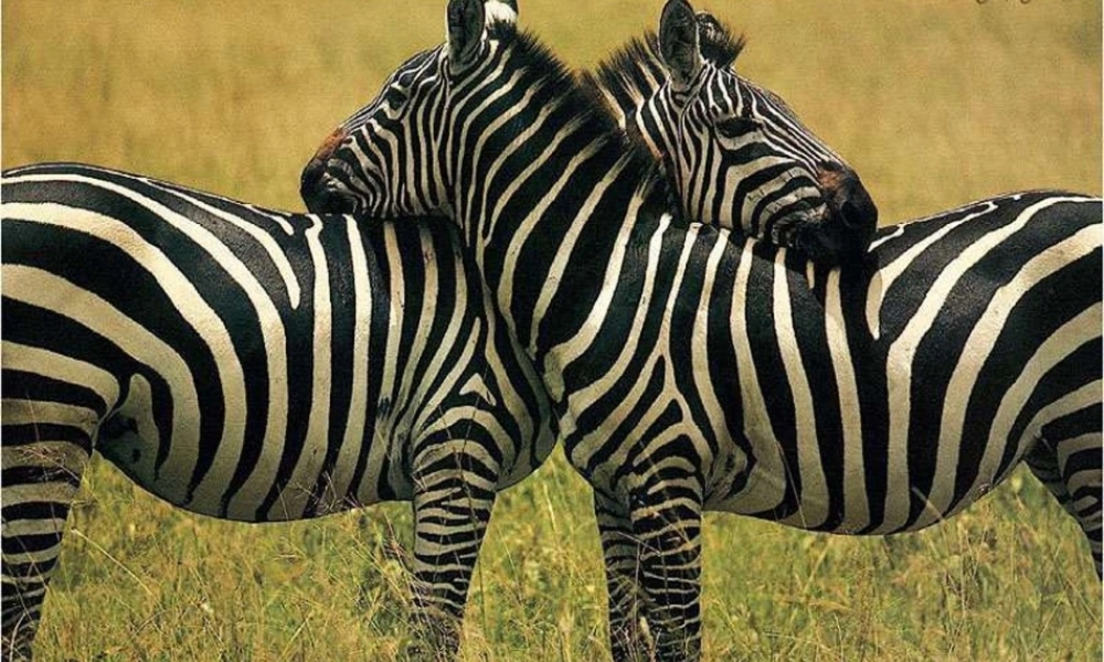 可爱的大熊猫第一课时