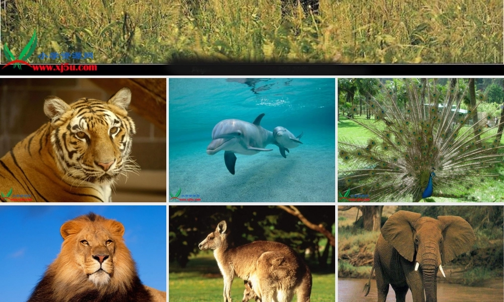 可爱的大熊猫第一课时