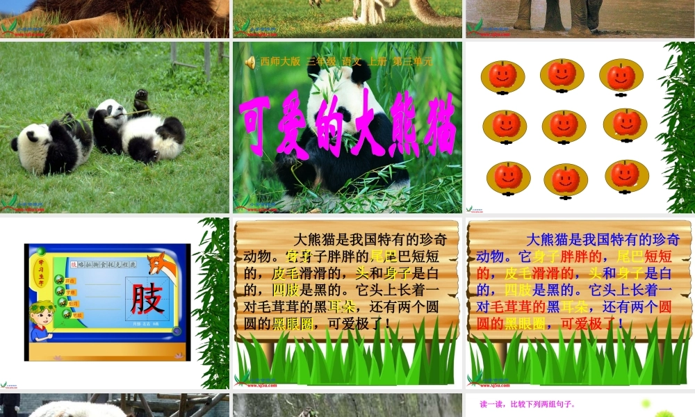 可爱的大熊猫第一课时