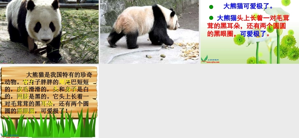 可爱的大熊猫第一课时