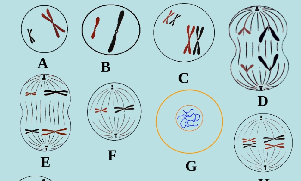 减数分裂和受精作用 (2)