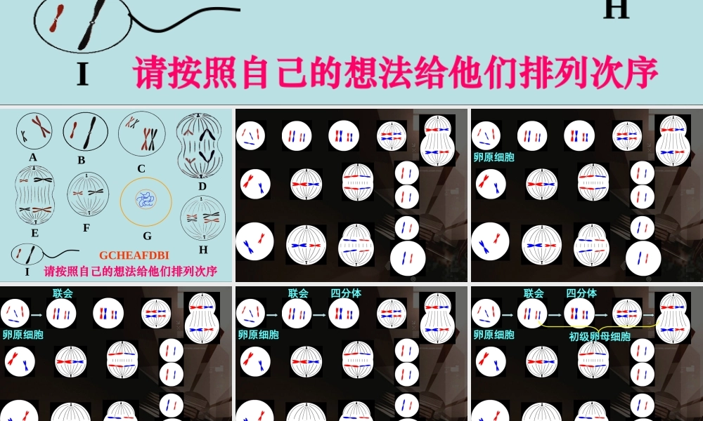 减数分裂和受精作用 (2)