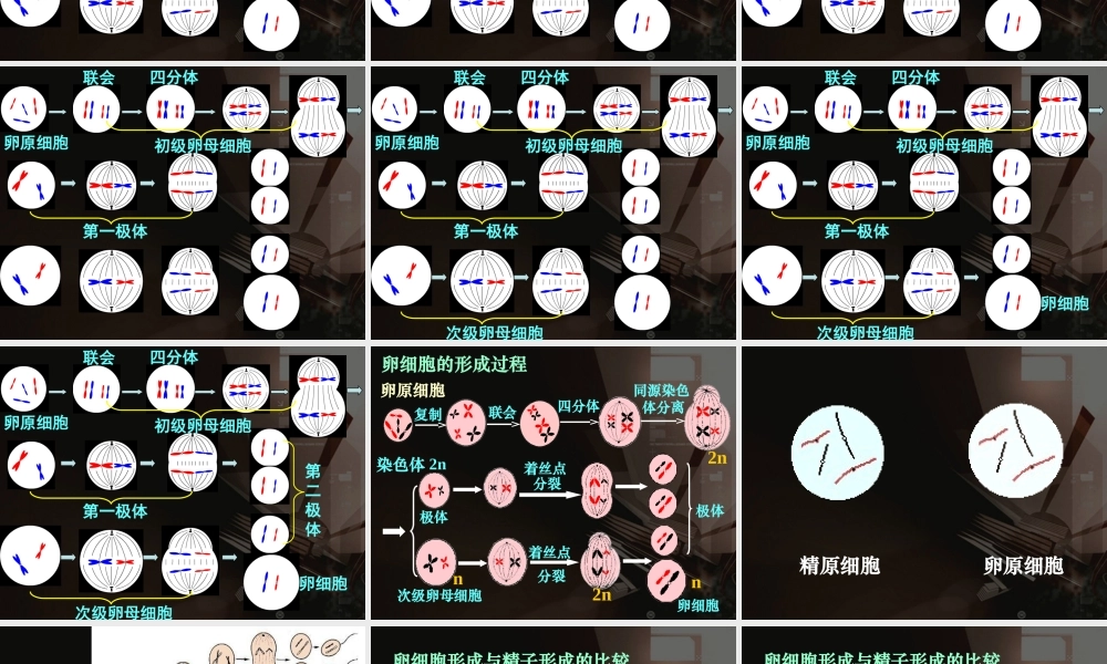 减数分裂和受精作用 (2)