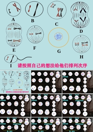 减数分裂和受精作用 (2)