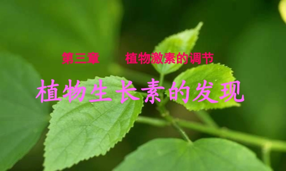 参赛课件植物生长素的发现