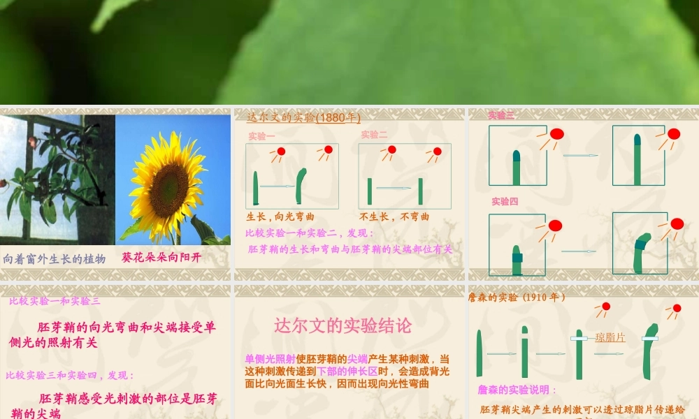 参赛课件植物生长素的发现