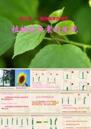 参赛课件植物生长素的发现