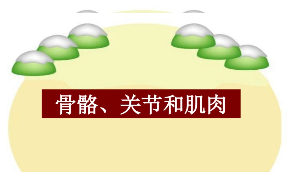 《骨骼、关节和肌肉》课件(教科版小学科学四年级上册课件)