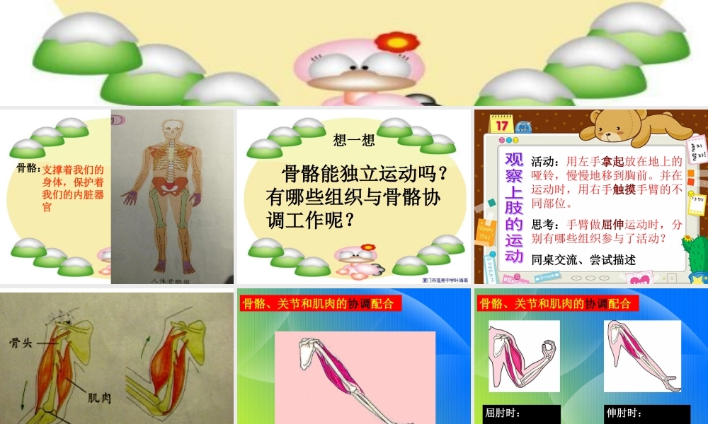 《骨骼、关节和肌肉》课件(教科版小学科学四年级上册课件)