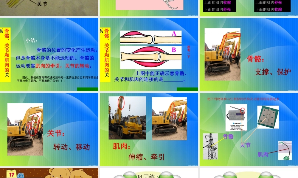 《骨骼、关节和肌肉》课件(教科版小学科学四年级上册课件)