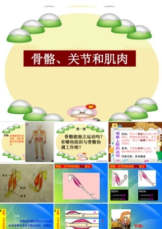 《骨骼、关节和肌肉》课件(教科版小学科学四年级上册课件)