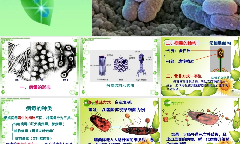 复习微生物(病毒、细菌、真菌)课件