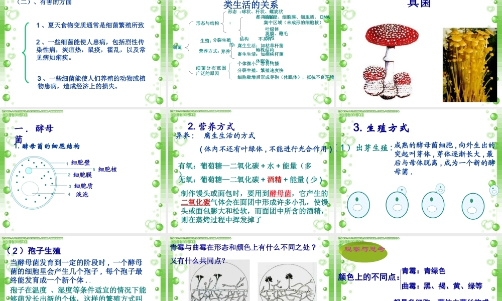 复习微生物(病毒、细菌、真菌)课件