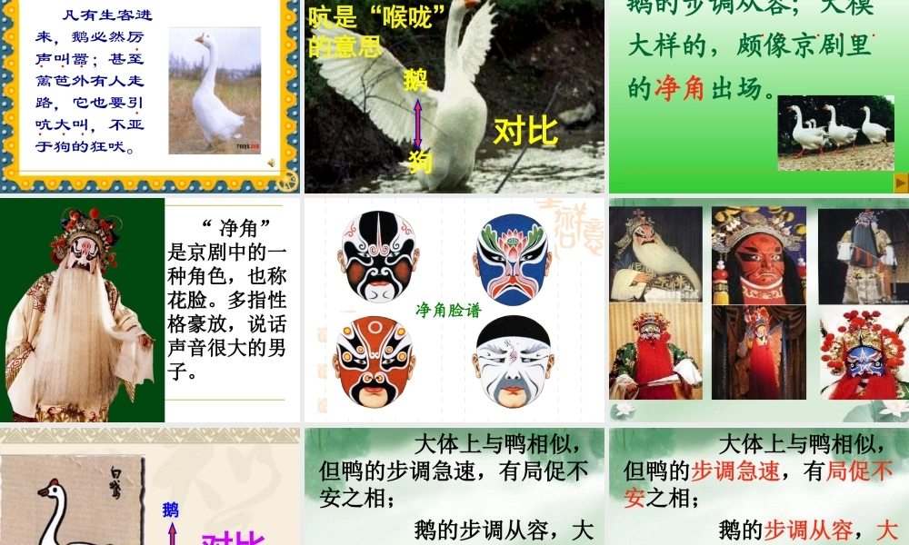 小学语文四年级上册13《白鹅》