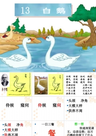 小学语文四年级上册13《白鹅》