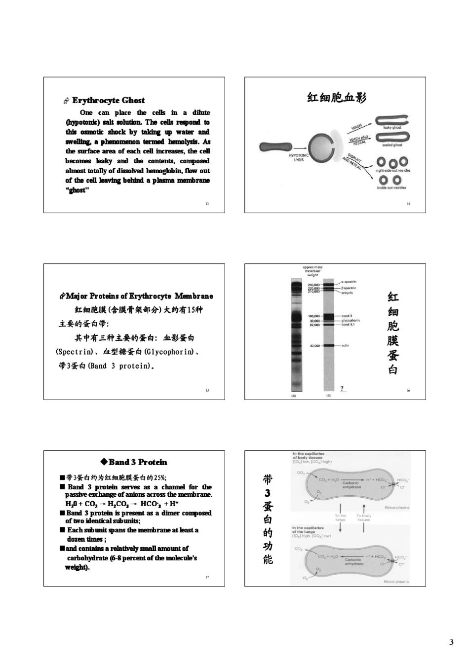 中山大学细胞生物学课件(王金发)第3章(PPTminimizer)_第3页