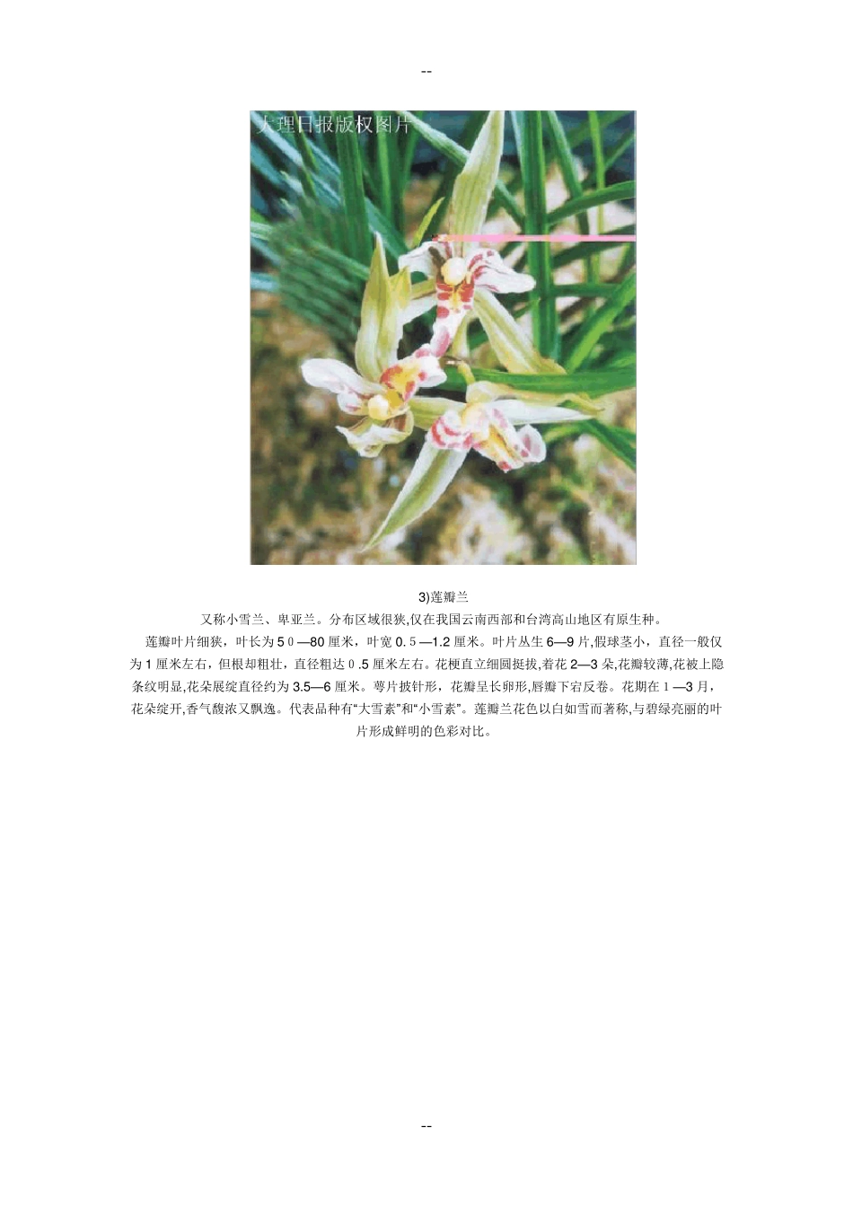 兰花的种类图片_第3页