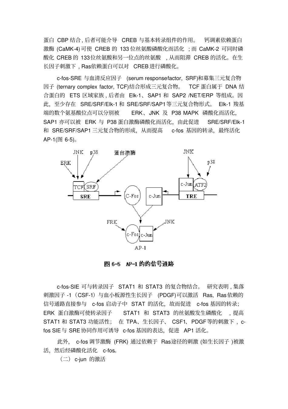 完整版AP1andMAPK_第2页