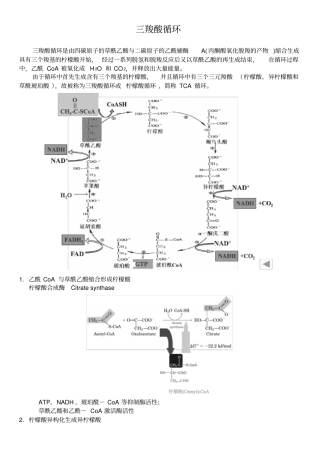 完整版三羧酸循环