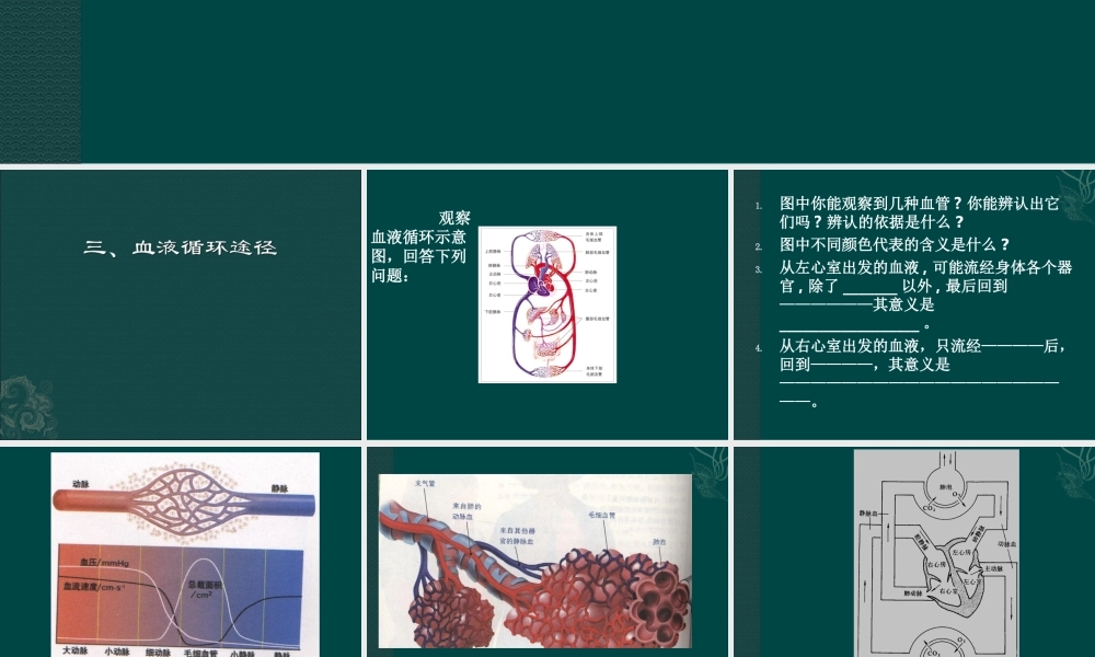 七年级生物下册92血液循环（课件3）北师大版