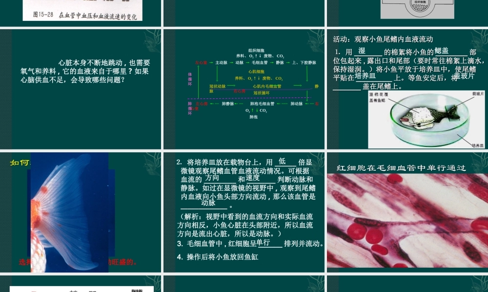 七年级生物下册92血液循环（课件3）北师大版