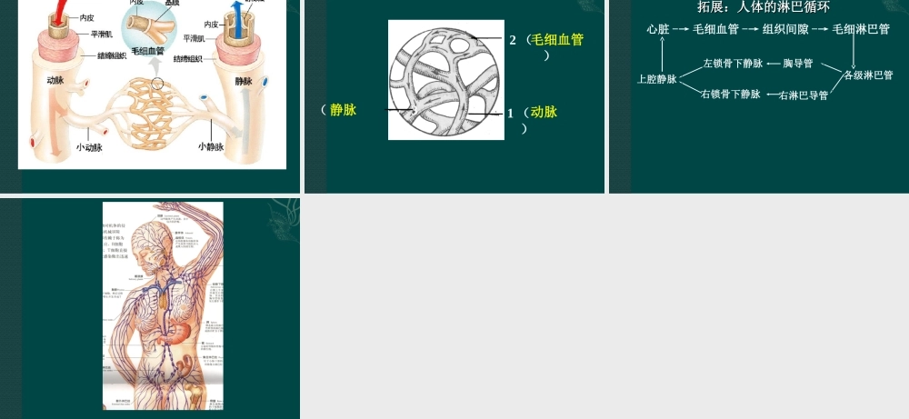 七年级生物下册92血液循环（课件3）北师大版