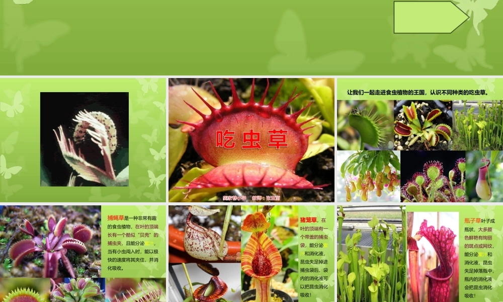 吃虫草++课件