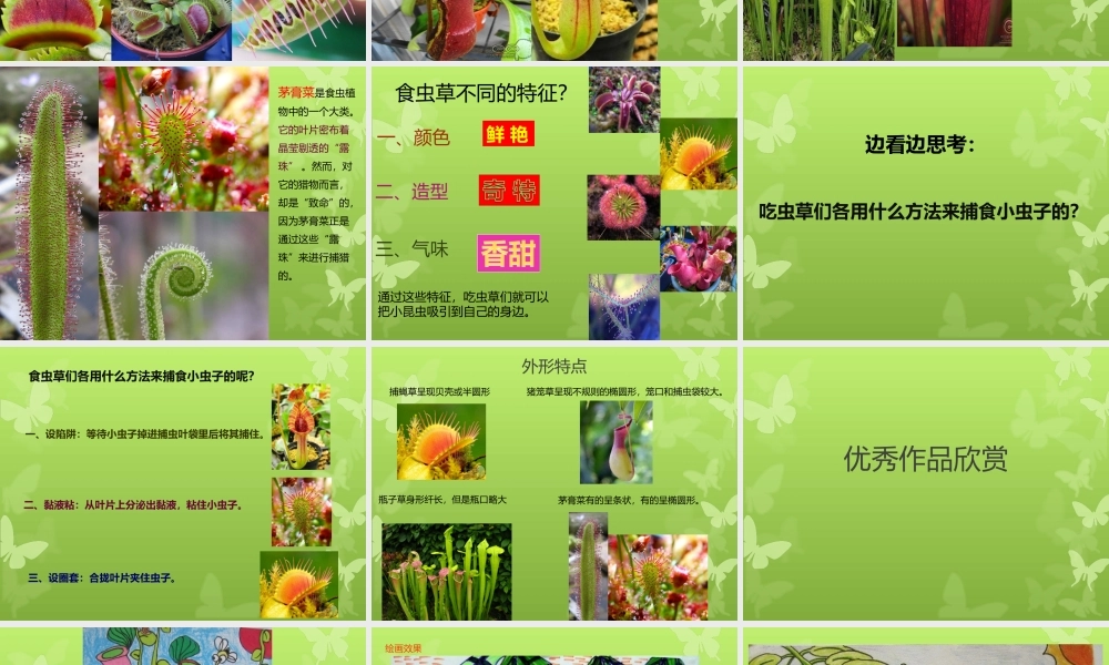 吃虫草++课件
