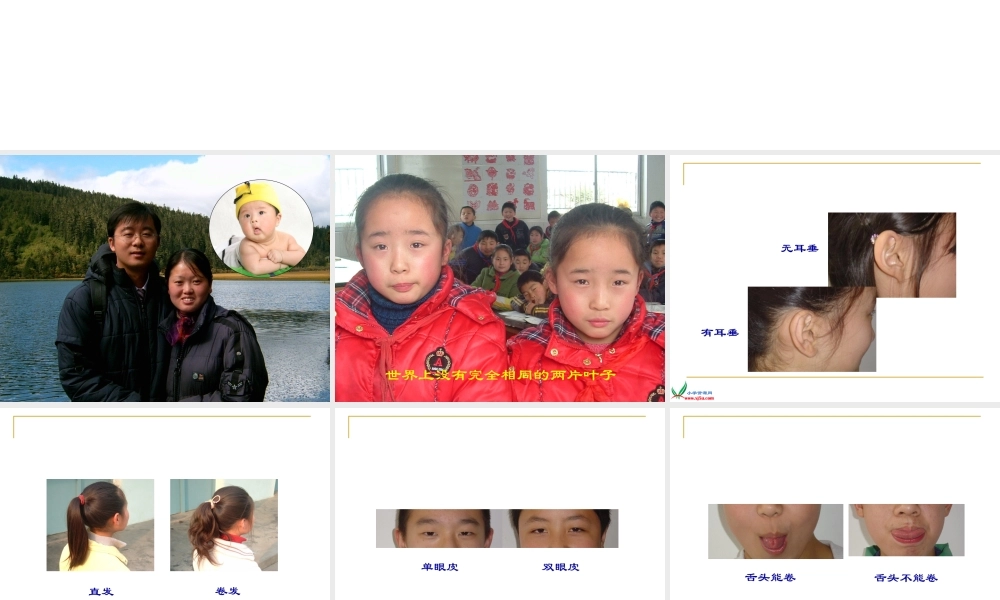 苏教版小学科学六年级下册-----《生物的变异现象》