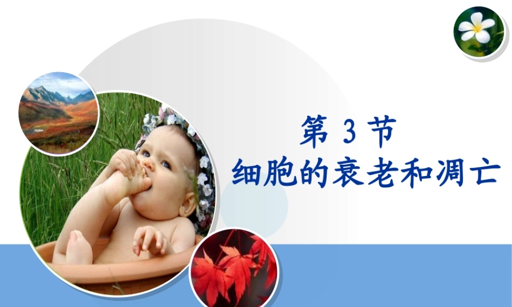 《细胞的衰老和凋亡》课件（1）
