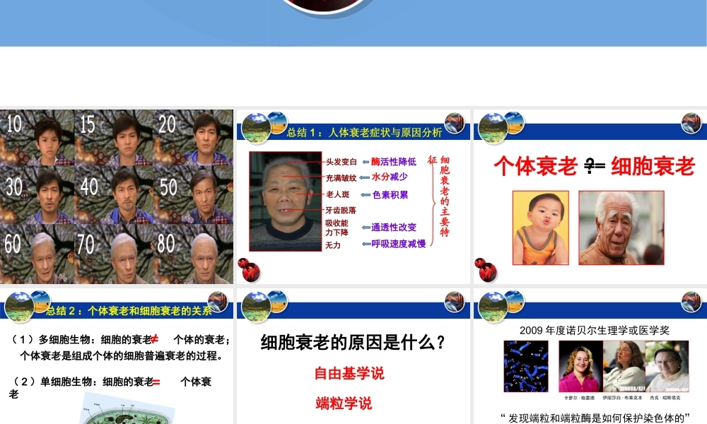 《细胞的衰老和凋亡》课件（1）