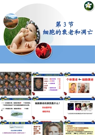 《细胞的衰老和凋亡》课件（1）