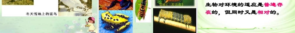 第一节生物与环境的关系第课时