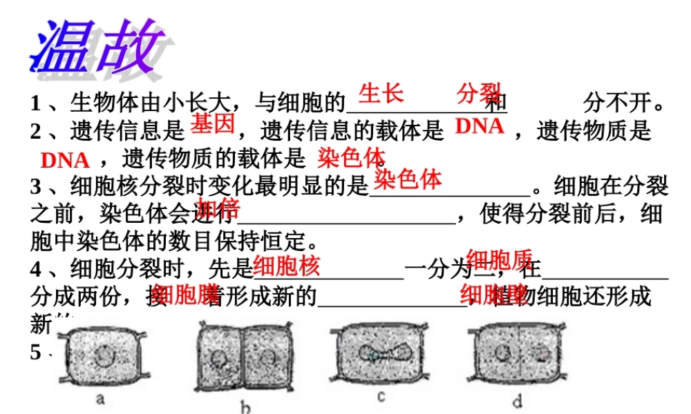 用动物体的结构层次
