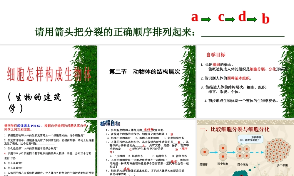 用动物体的结构层次