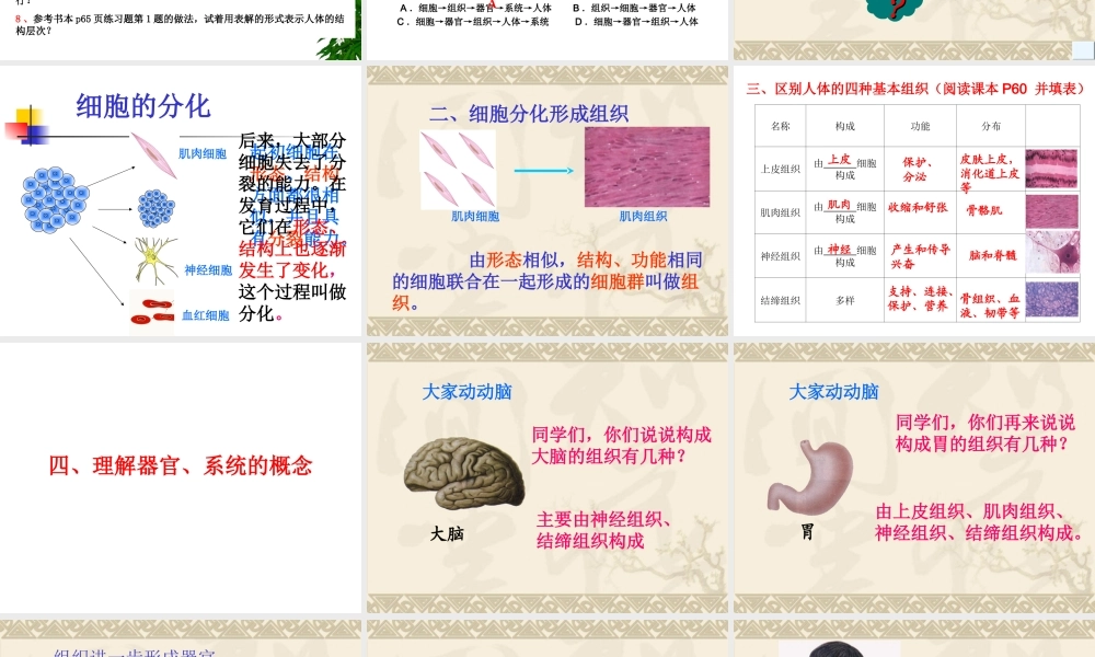 用动物体的结构层次