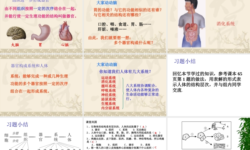 用动物体的结构层次