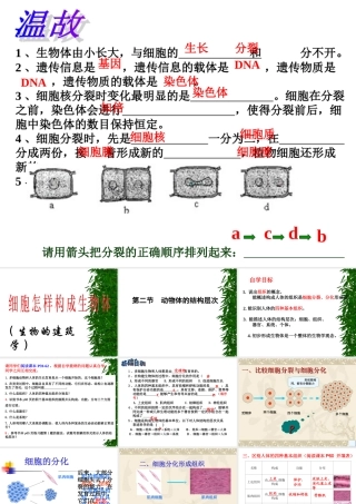 用动物体的结构层次