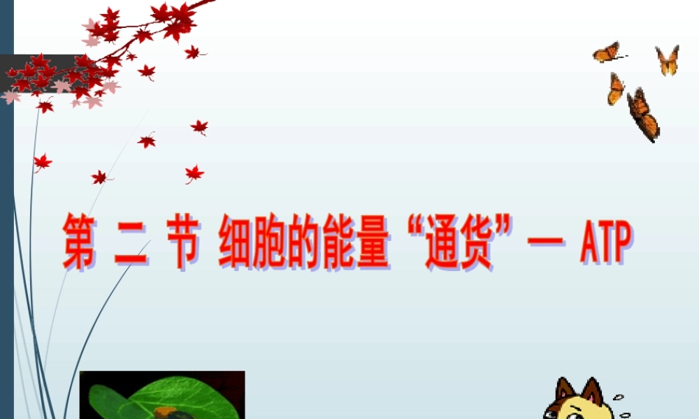 《细胞的能量“通货”—ATP》课件（2）
