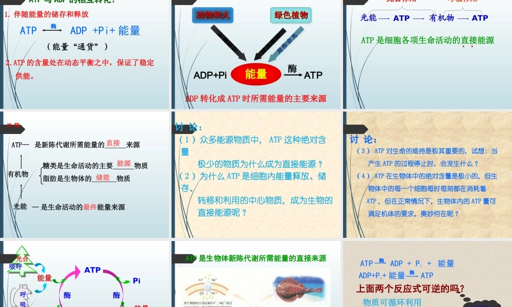 《细胞的能量“通货”—ATP》课件（2）
