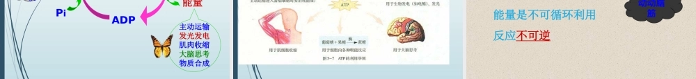 《细胞的能量“通货”—ATP》课件（2）