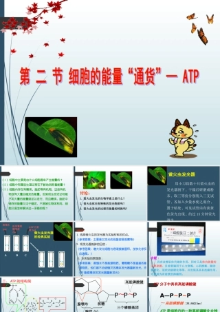 《细胞的能量“通货”—ATP》课件（2）
