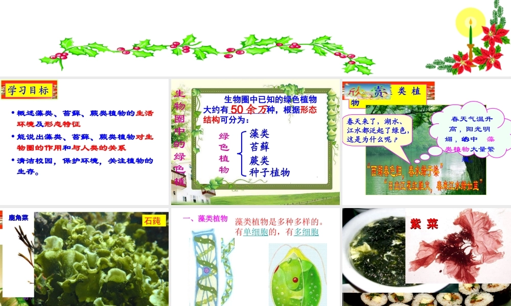 藻类苔藓蕨类课间