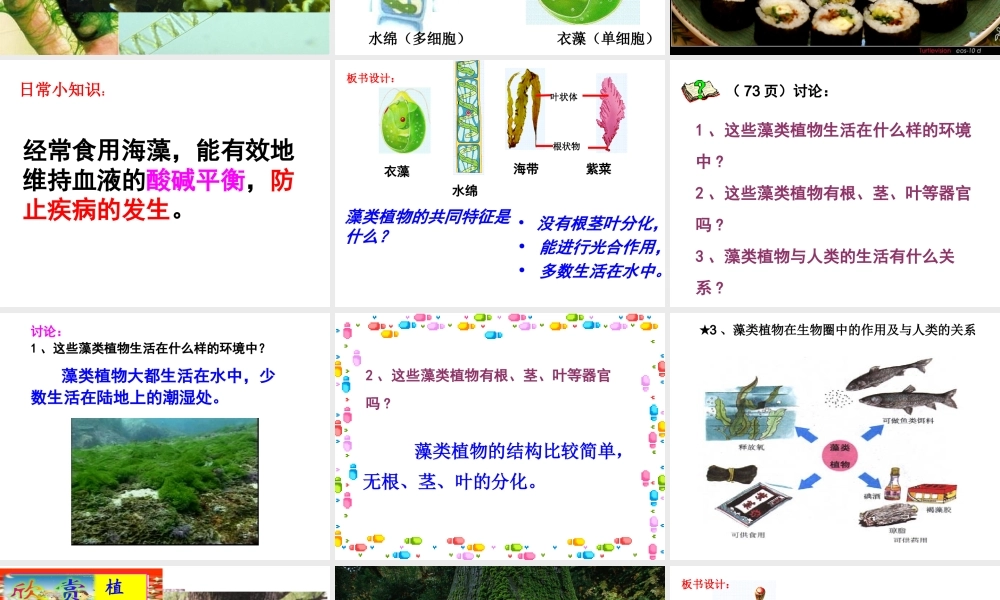 藻类苔藓蕨类课间