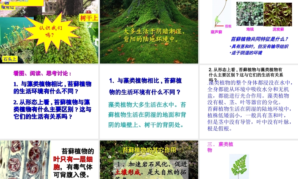 藻类苔藓蕨类课间