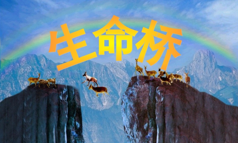 生命的壮歌之生命桥超值